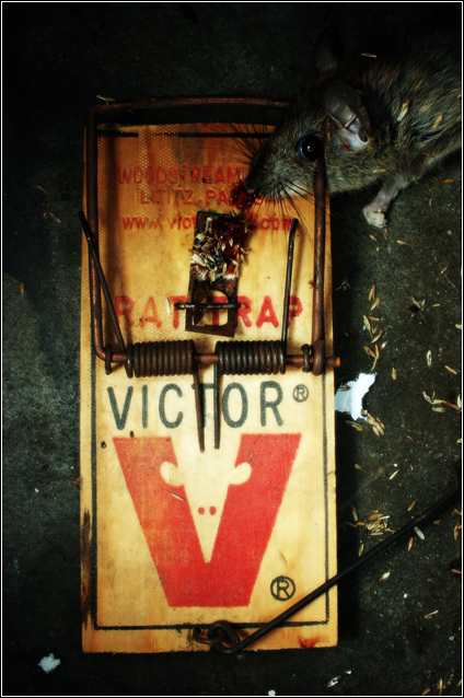 victorrat